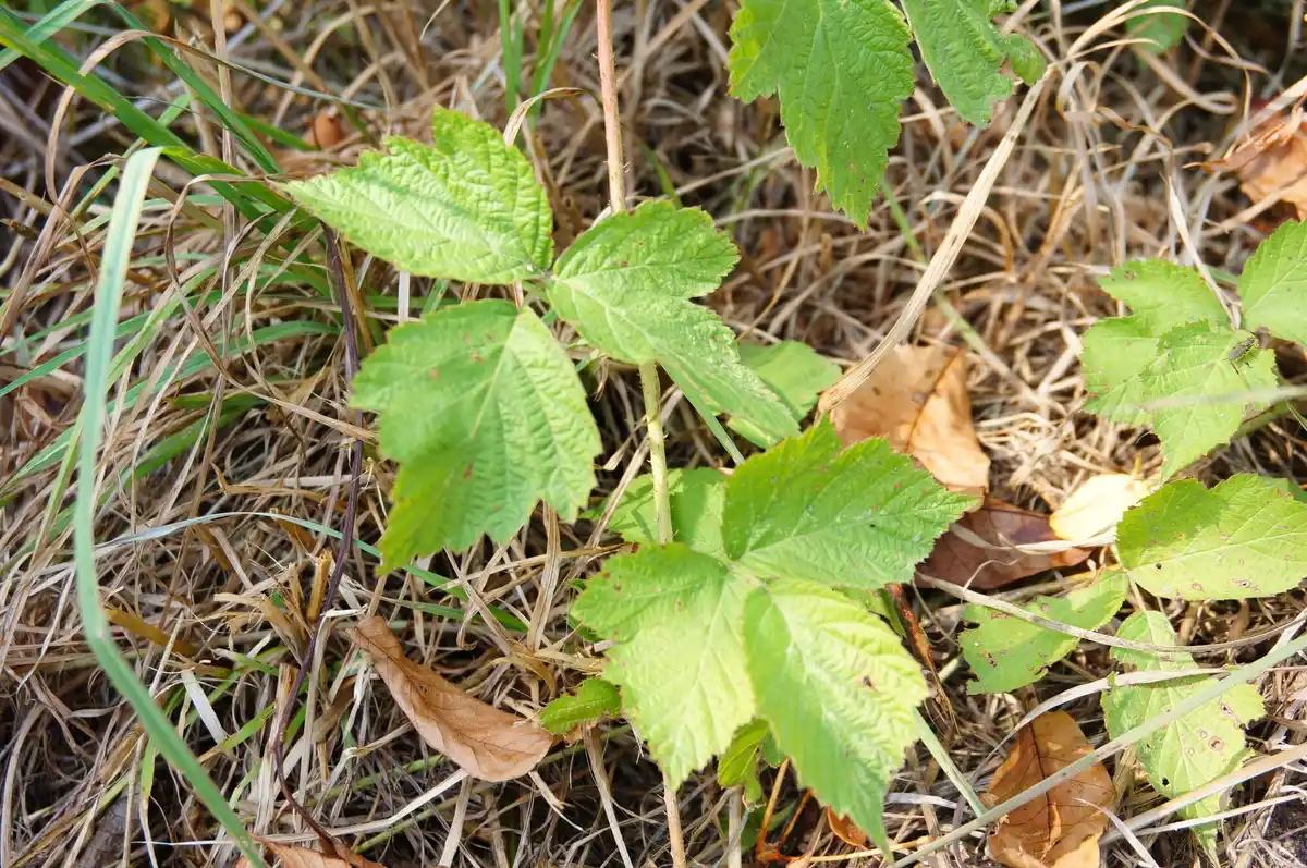 invasive rhubarb plant damaging garden