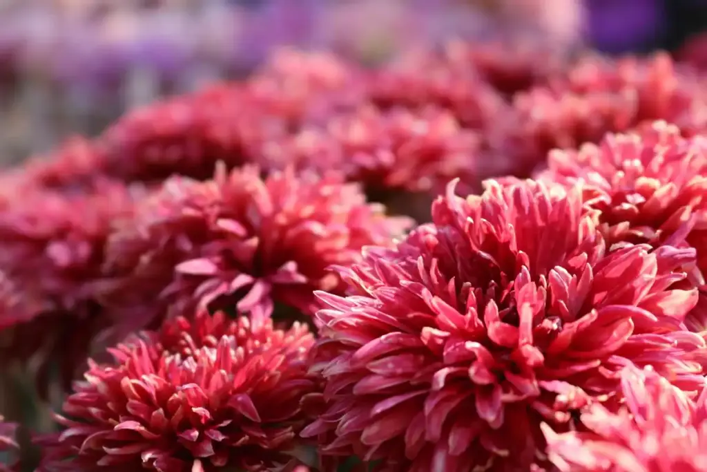dahlia tubers frost protection netherlands