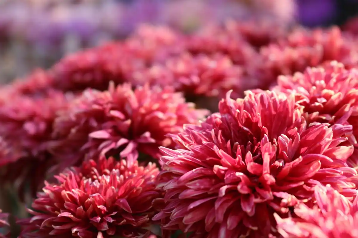 dahlia tubers frost protection netherlands