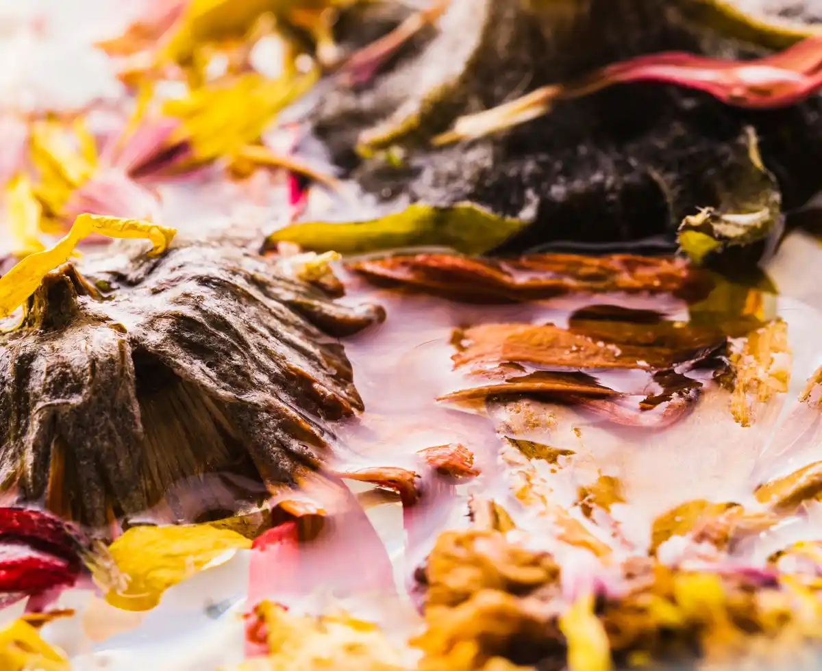 dahlia tubers winter storage netherlands