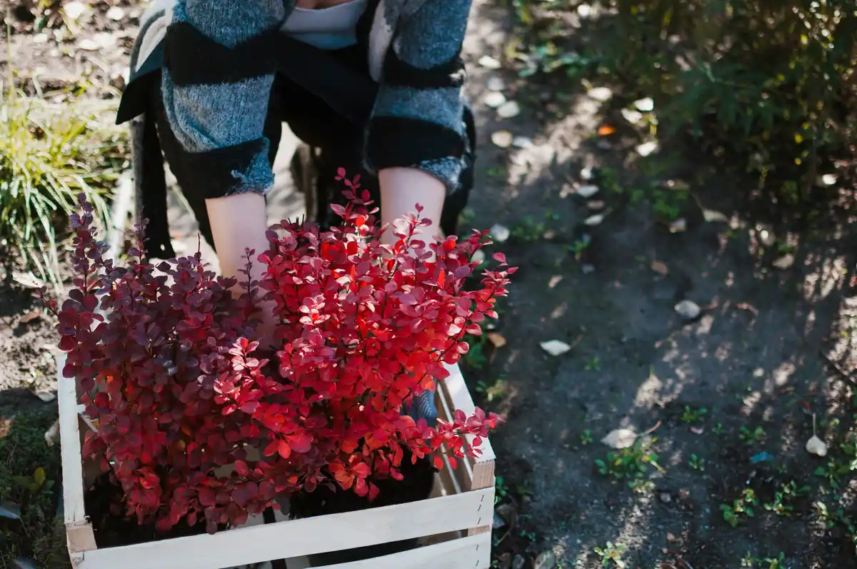 dahlia bulbs storage tips netherlands shed