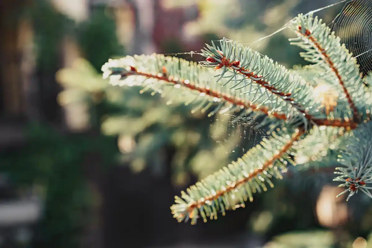 Dutch backyard winter plants frozen garden