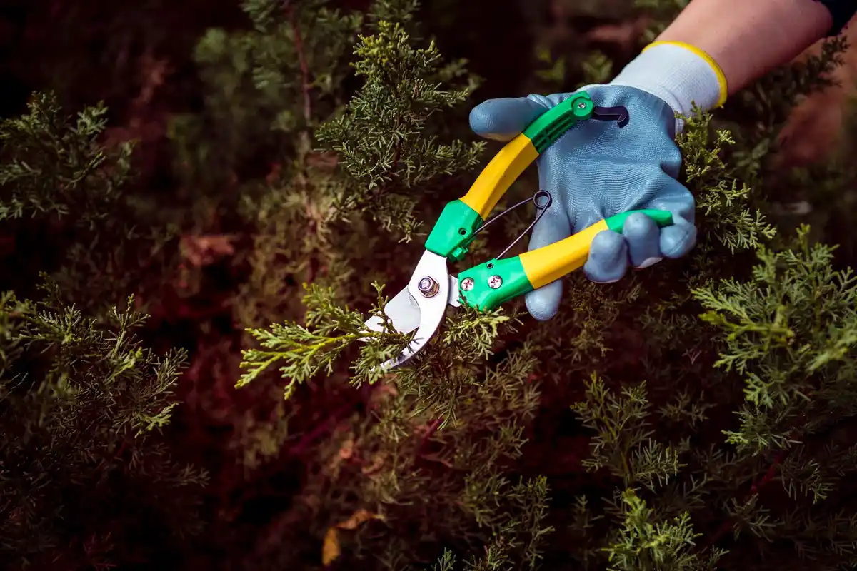 professional gardener manual pruning muddy hands Netherlands