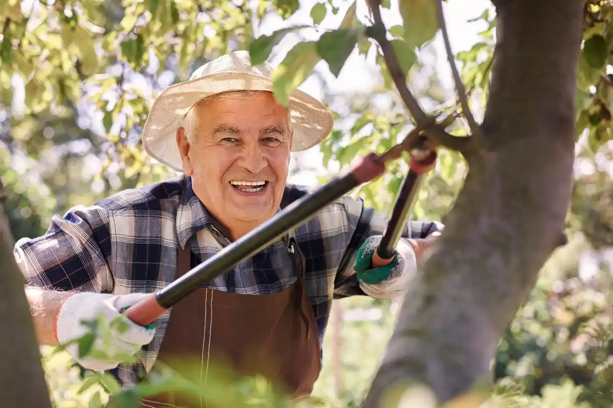 dutch gardener pruning apple tree by hand spring rural