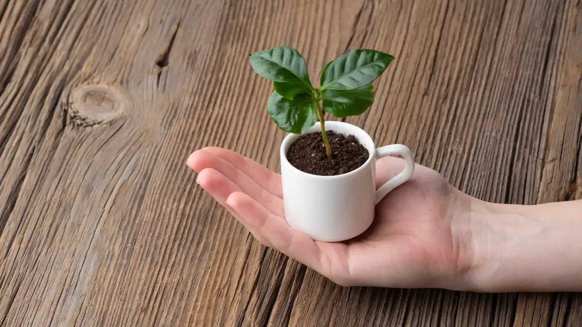 dried coffee grounds in hand, next to tomato plant, Dutch backyard