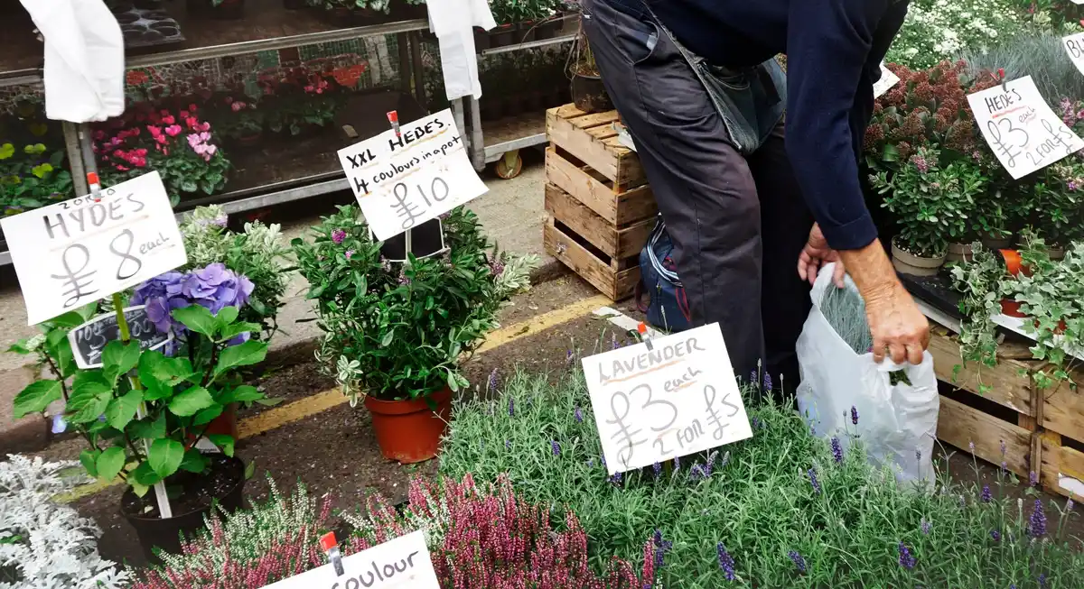 Dutch no-dig garden method urban backyard
