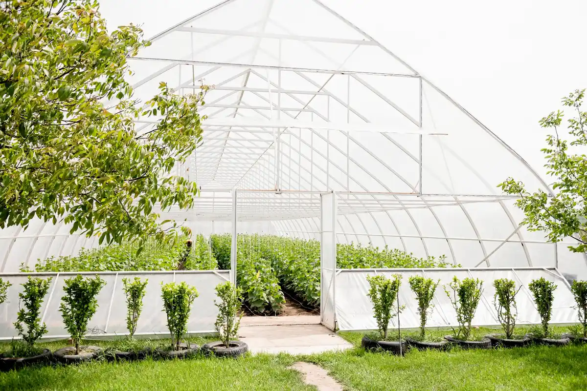 Dutch modular greenhouse backyard