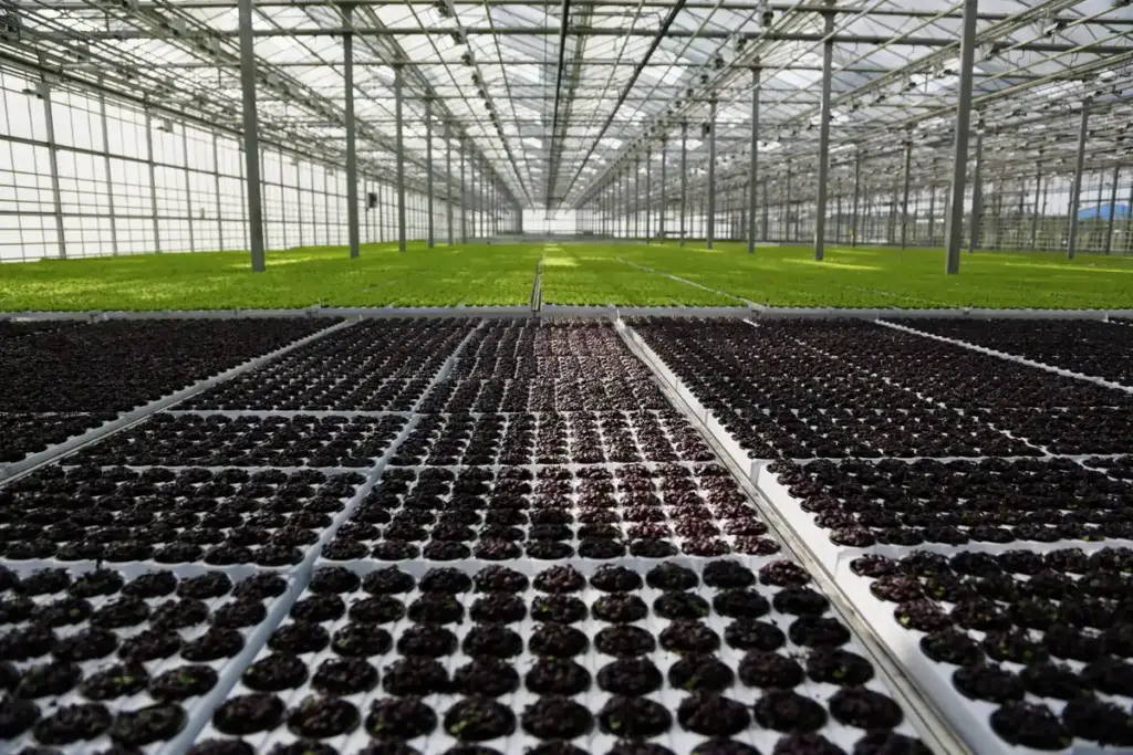 greenhouse with and without foundation comparison netherlands