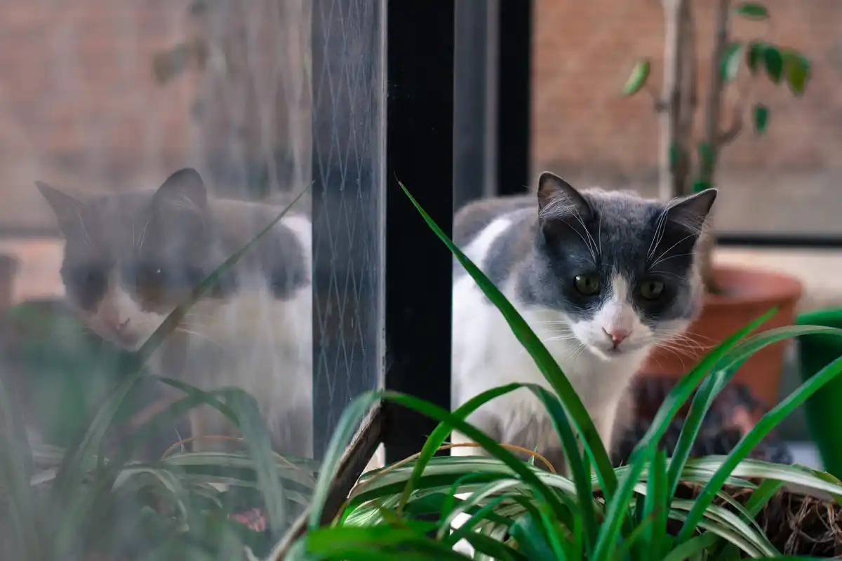 night greenhouse open door animals temperature Netherlands