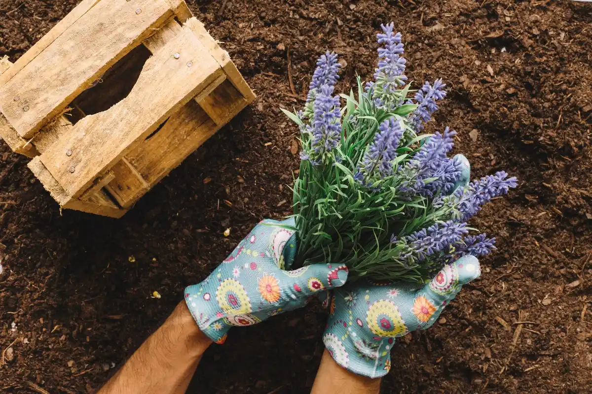 lavender plant dying wet soil garden