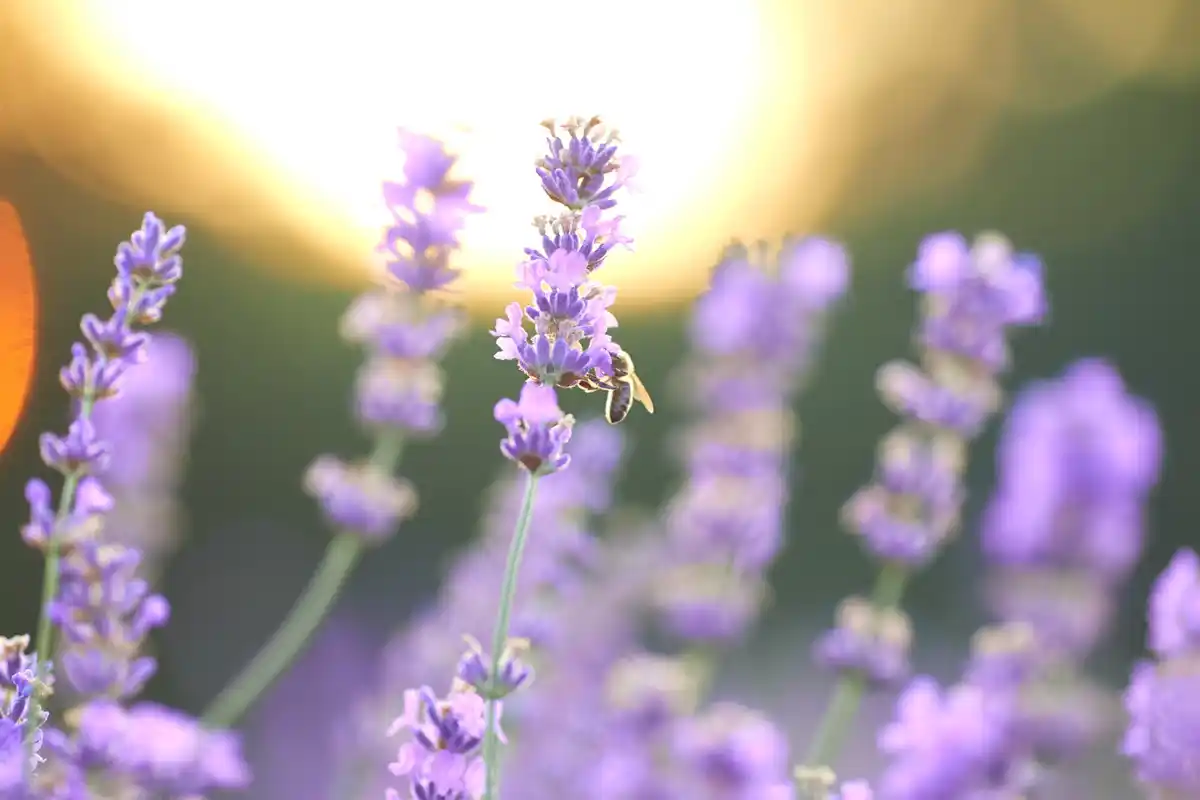 close up healthy lavender sunny garden holland