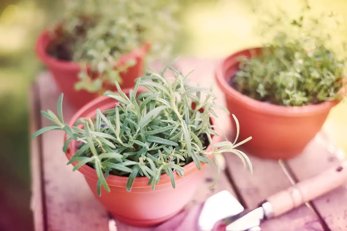 dutch kitchen herbs on windowsill sunlit