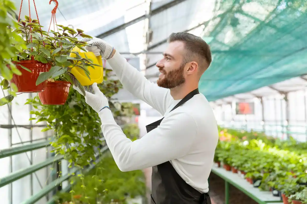 dutch gardener hanging wet cloth greenhouse ventilate
