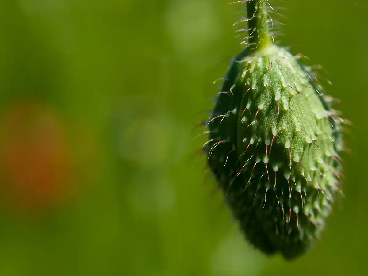 infected seeds closeup Dutch garden