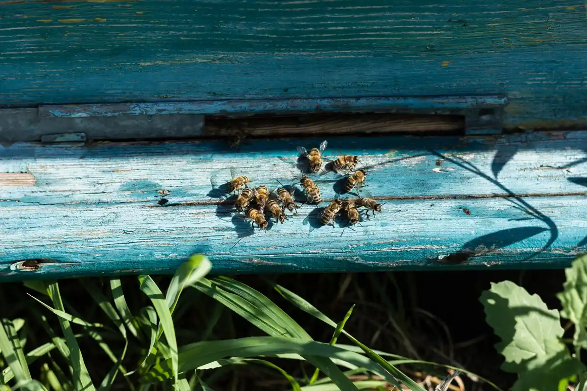 Dutch garden failed harvest insects