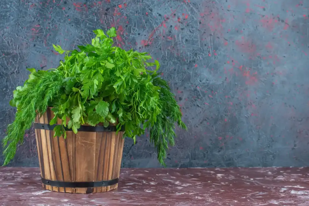 lemon balm plant in Dutch home