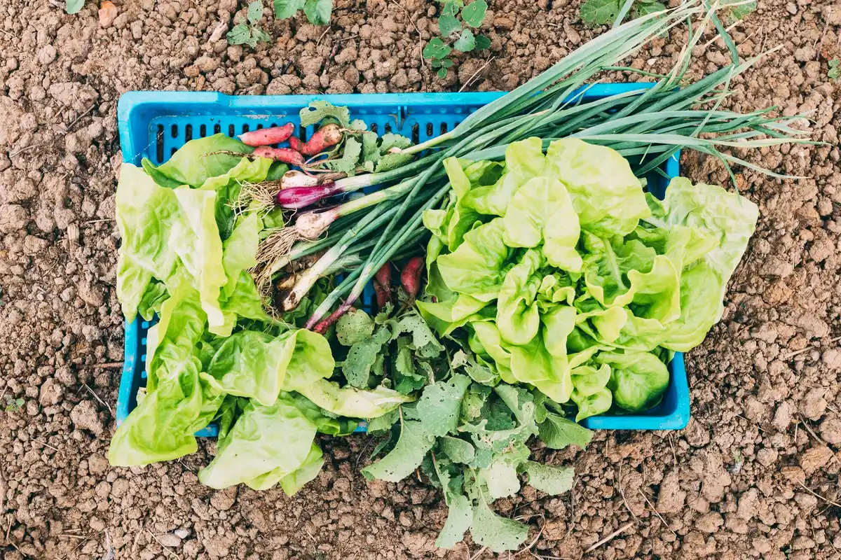 cucumber and basil companion planting in Dutch garden