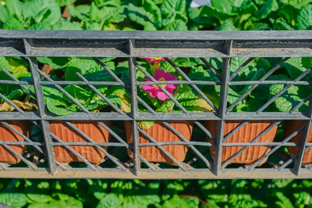 Dutch balcony garden with cucumber and basil plants together