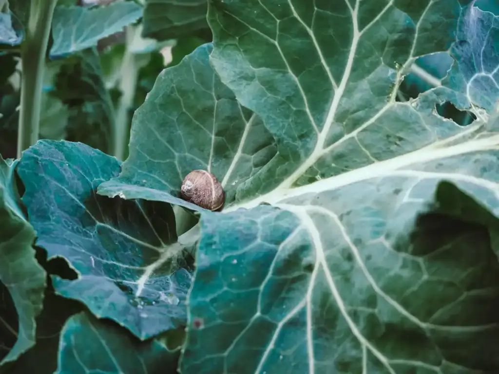 fresh lettuce protected from slugs in Dutch garden