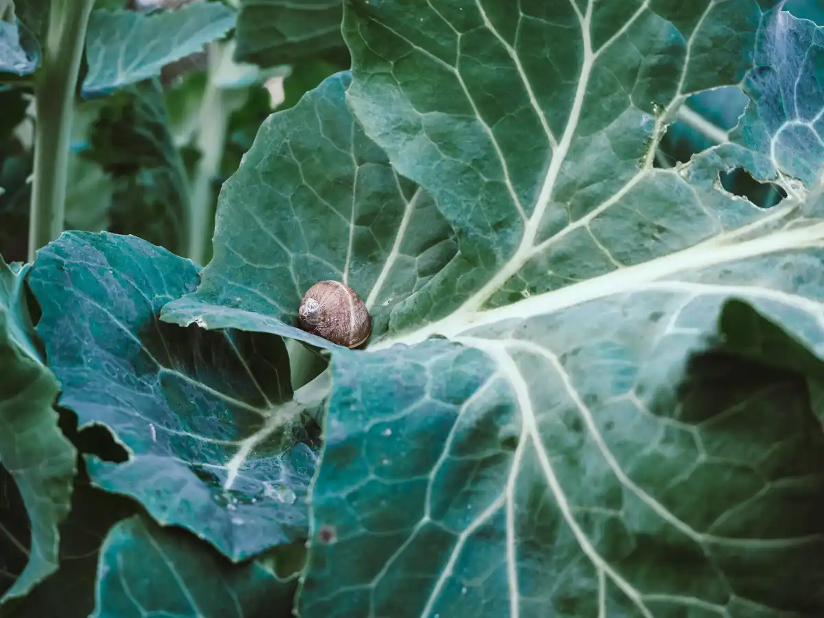 fresh lettuce protected from slugs in Dutch garden