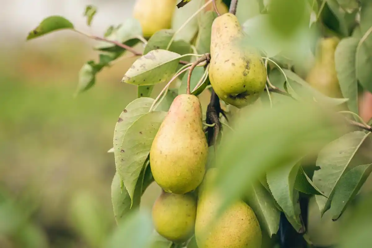 quince tree in Dutch garden