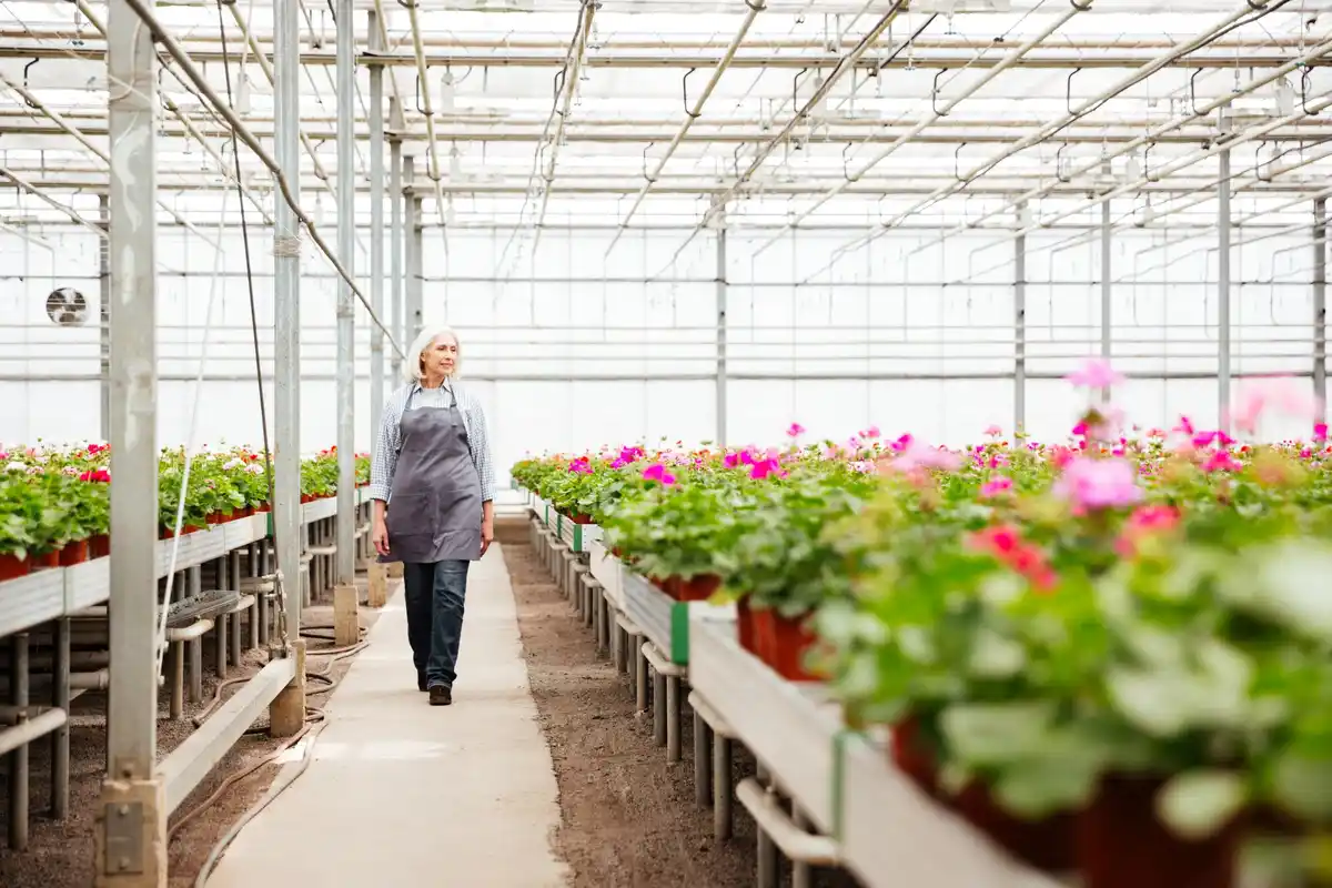 elderly gardener in modern greenhouse netherlands