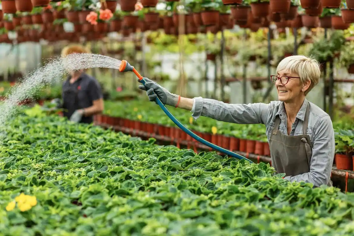 happy senior woman watering plants greenhouse holland