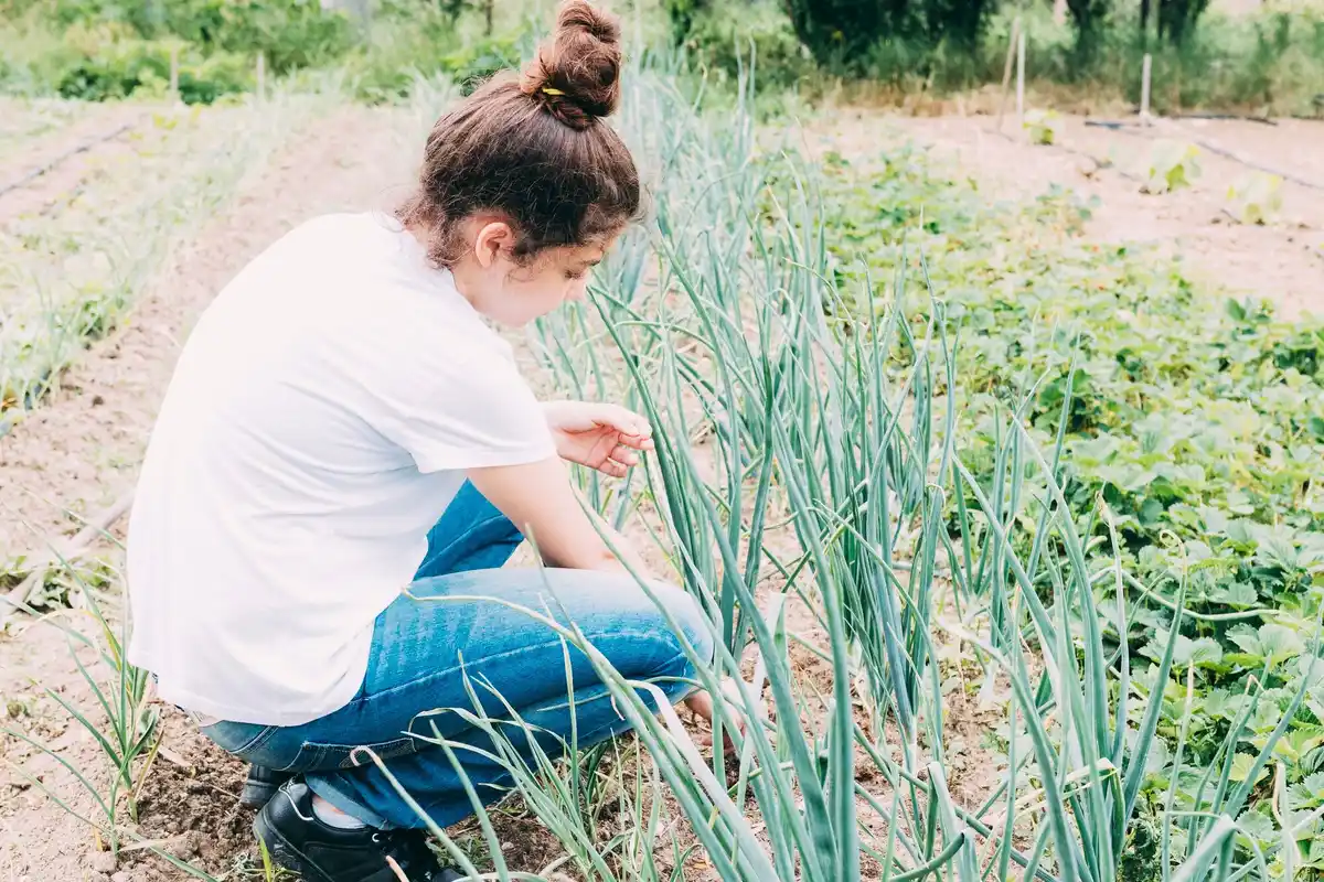 garlic natural pest control in dutch garden