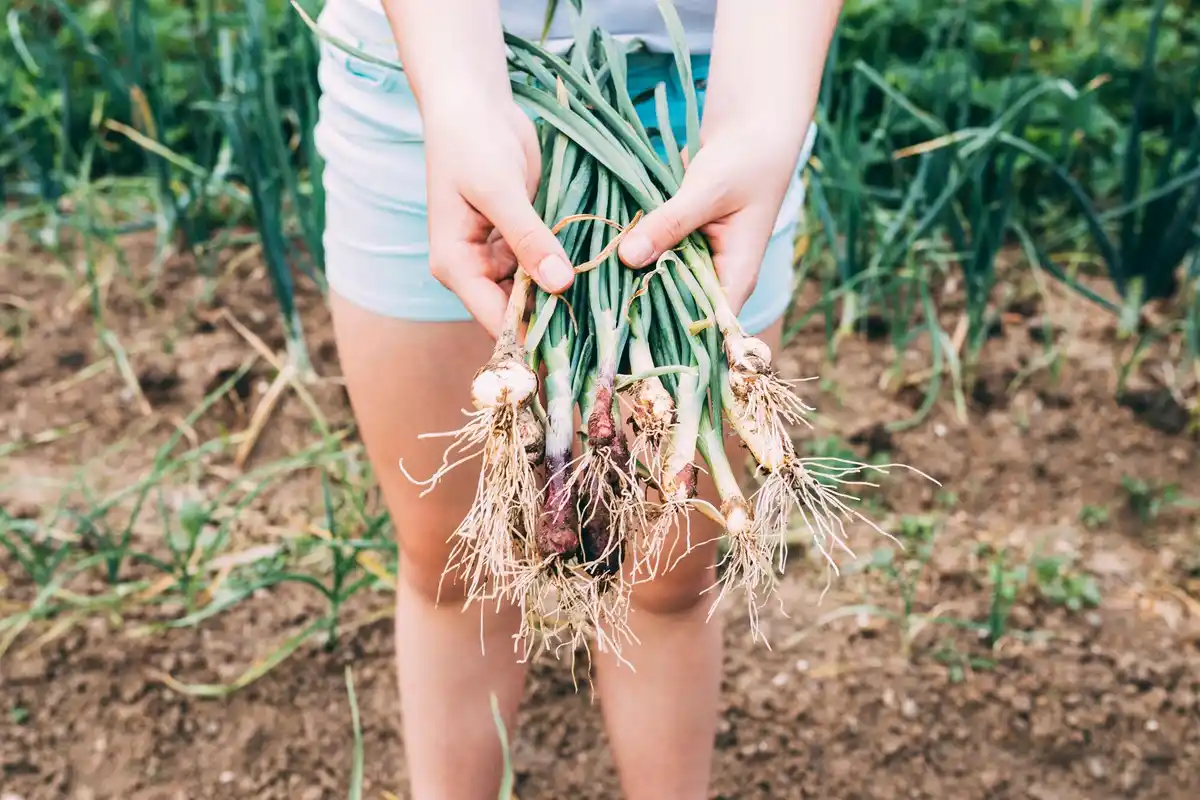 garlic in garden pest control