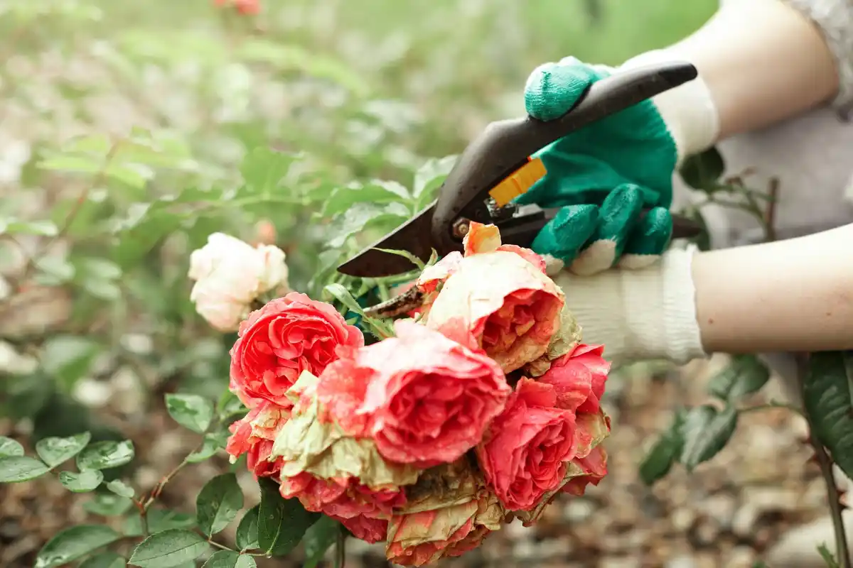 aphids on roses natural solution