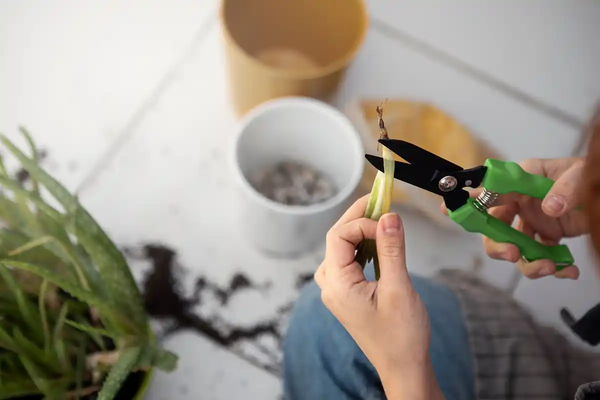 urban Dutch home banana peel fertilizer plant care