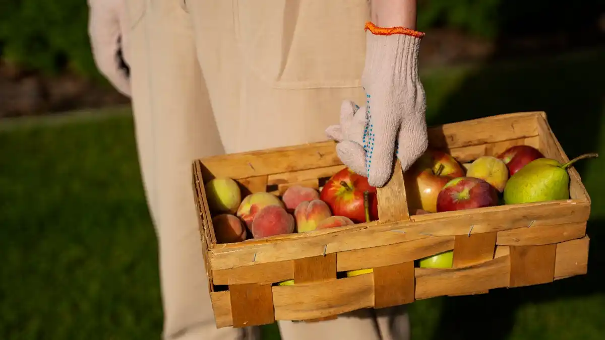 Dutch apples harvest wellant crate