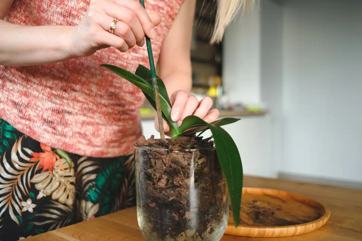 hand planting flower bulbs in cold Dutch soil