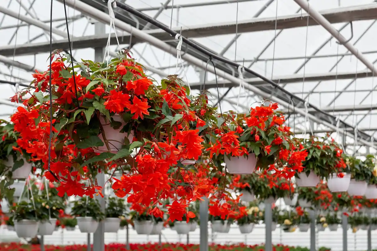 polycarbonate greenhouse modern netherlands garden