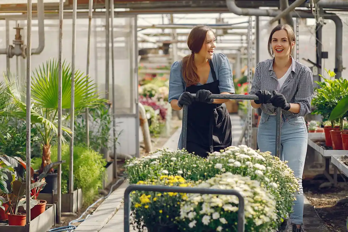 dutch people assembling polycarbonate greenhouse backyard