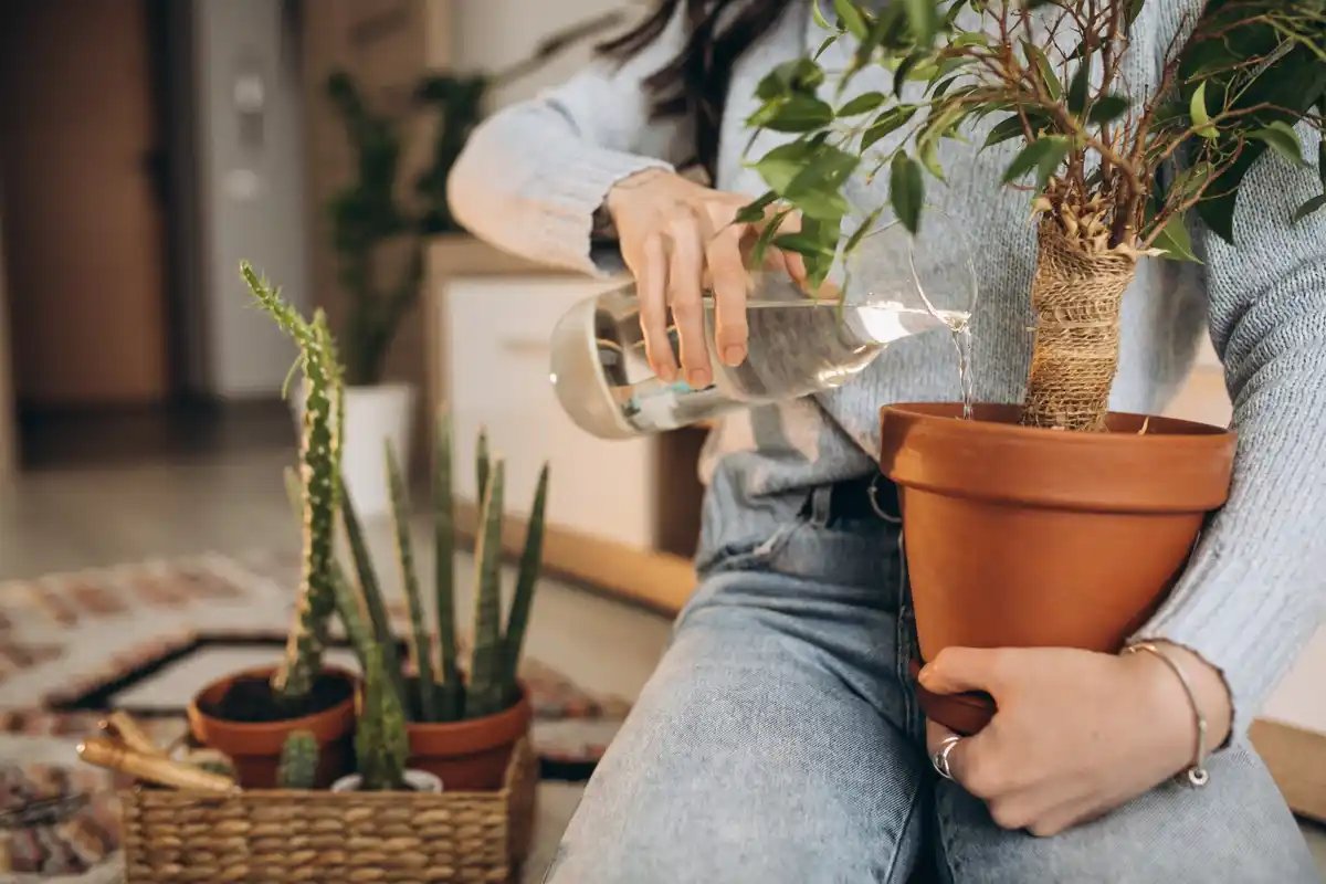 evening watering Dutch balcony plants