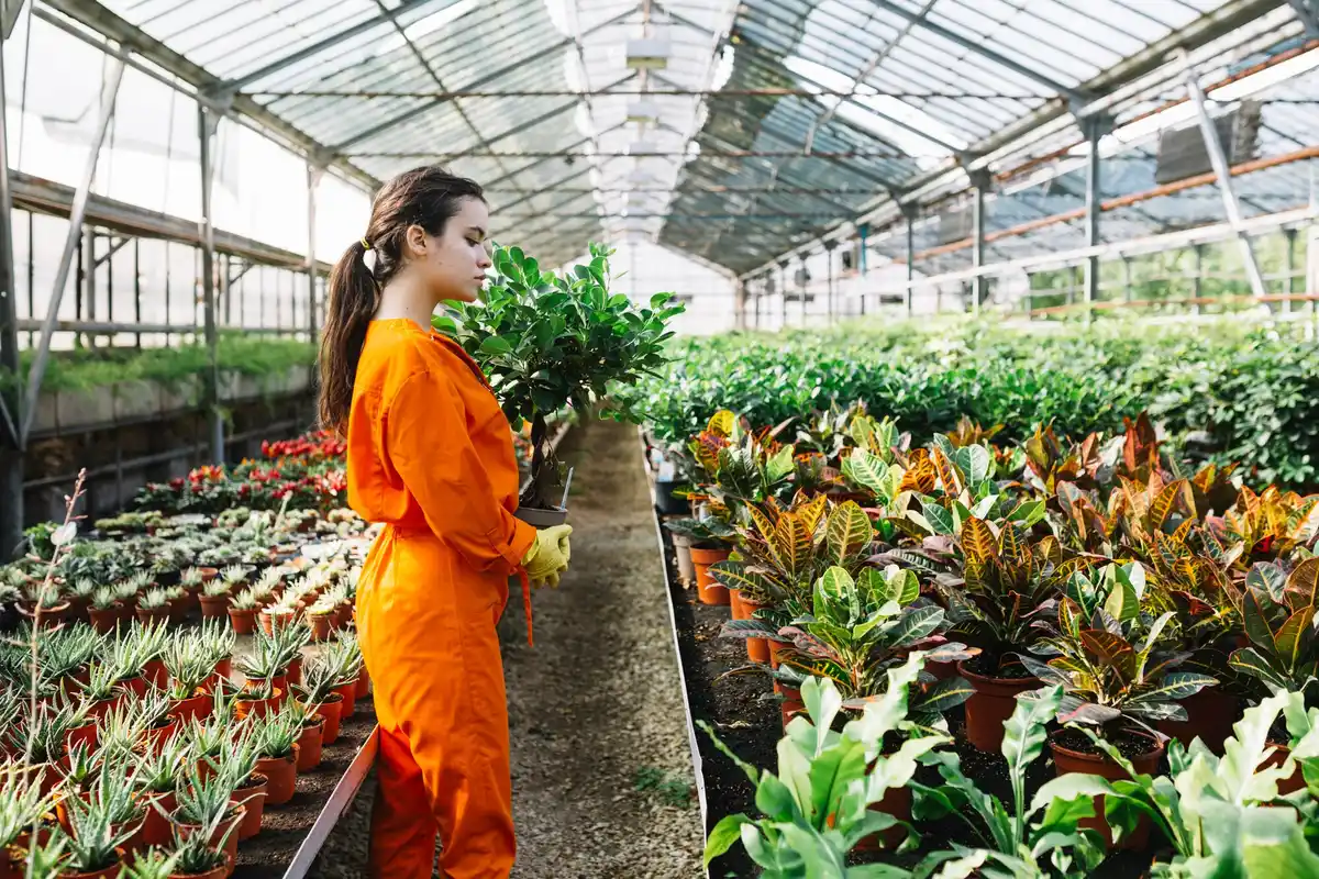 greenhouse secret trick dutch vegetable garden
