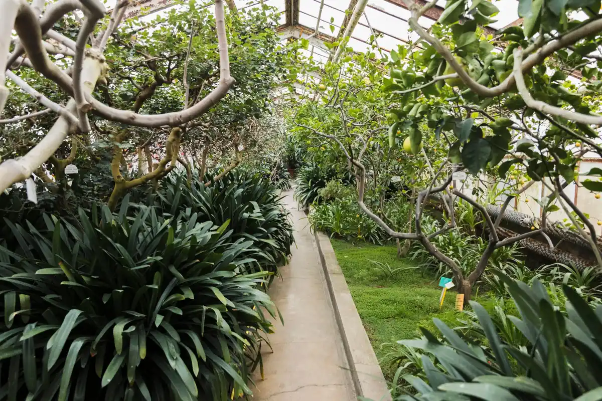 dutch greenhouse with fan and lush plants
