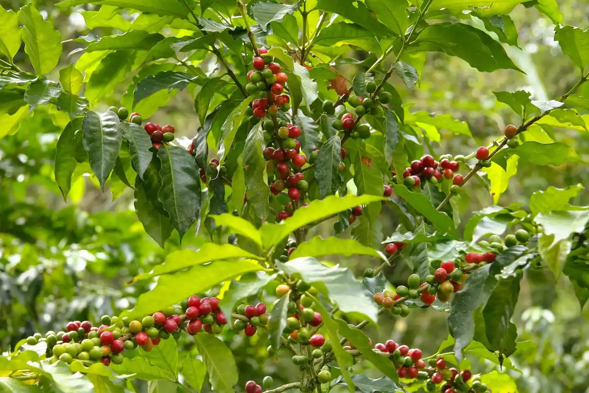 coffee grounds and tomato plants in garden