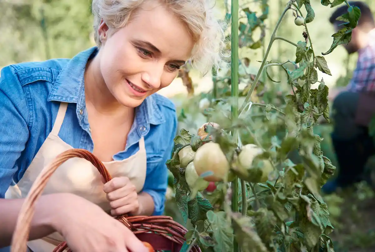 gigantic homegrown tomatoes in dutch garden
