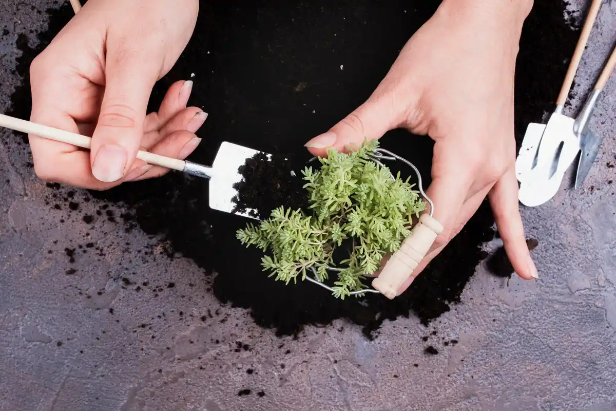 dutch garden soil seed package problem