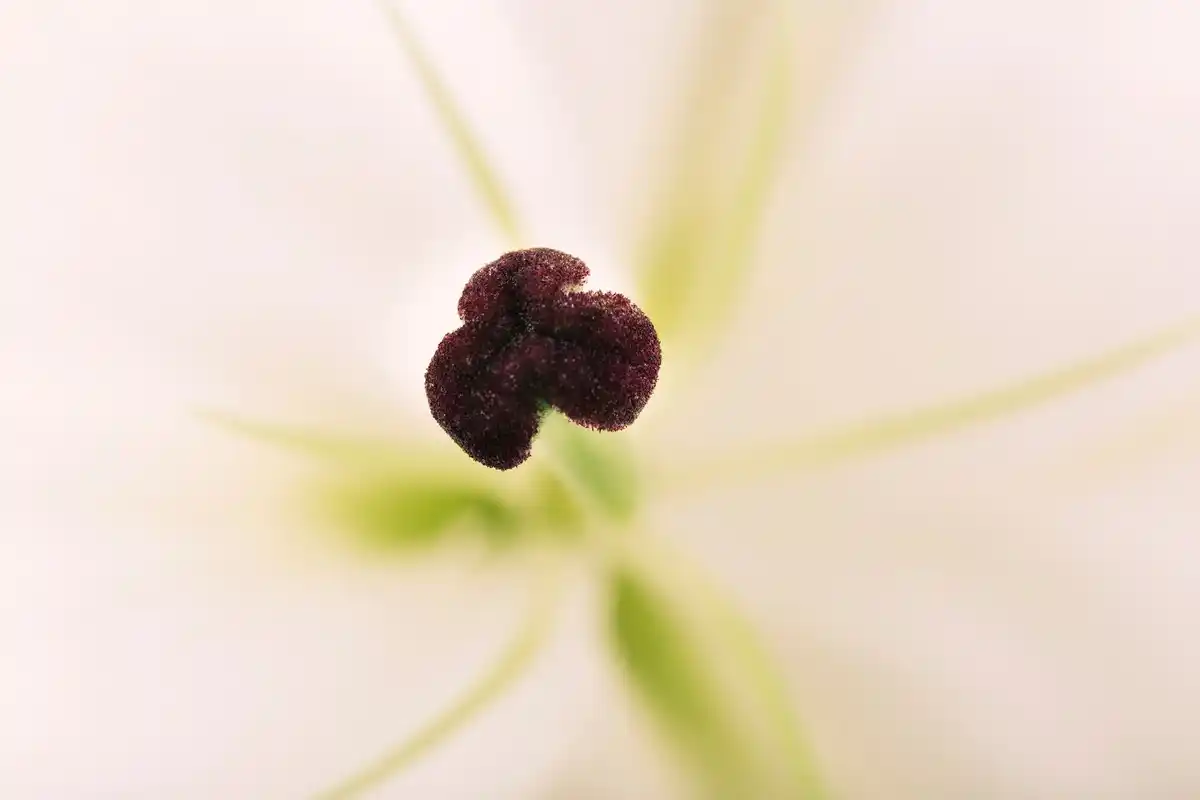 close up seeds sprouting in soil