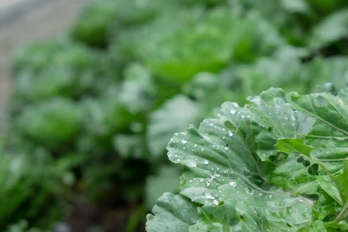 dutch frost resistant lettuce growing in winter garden