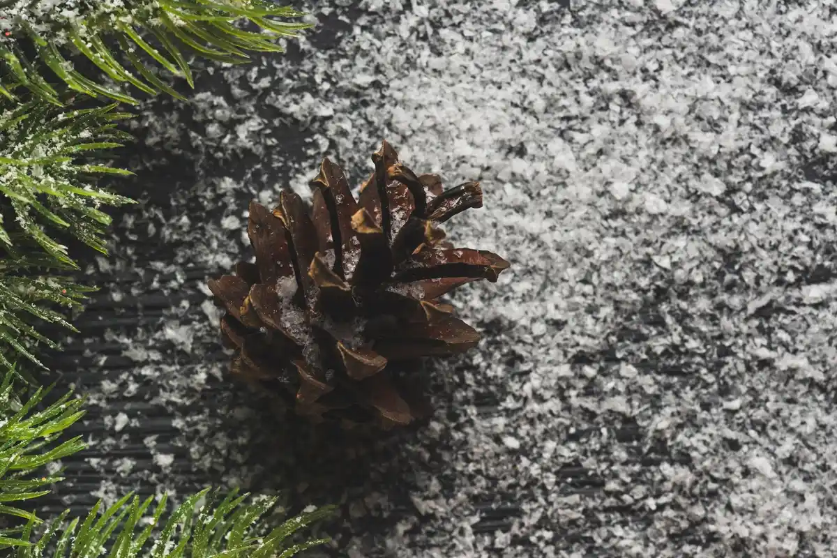 dutch winter garden seeds snow resistant