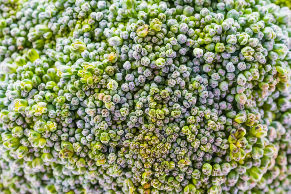 close up frost resistant lettuce seedlings dutch garden