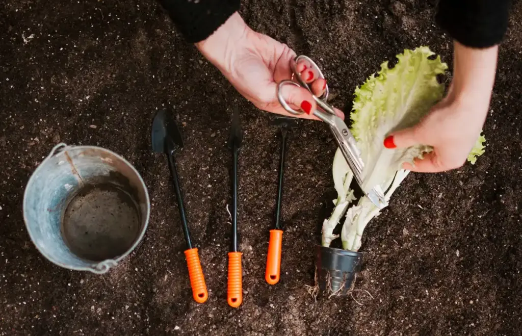 lettuce seeds planting full moon garden night
