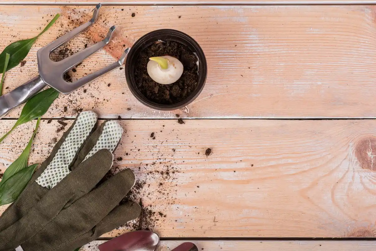 lettuce seed planting under full moon garden night
