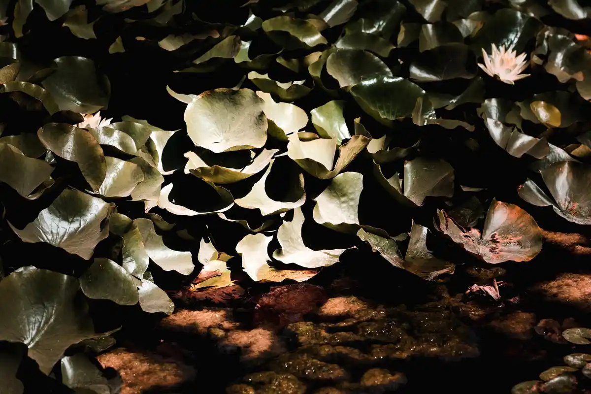 Dutch moonlit vegetable garden lettuce