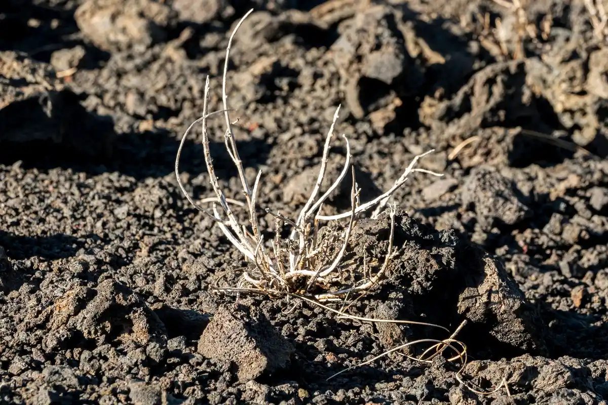 dutch vegetable garden damaged soil sad plants