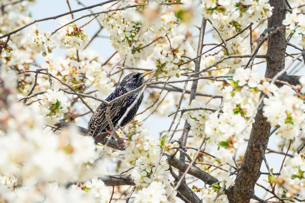 cherry tree bird netting closeup netherlands garden